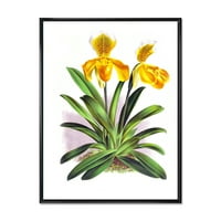 DesignArt 'Žuta vintage orhideja' tradicionalno uokvireno platno zidno umjetnički tisak